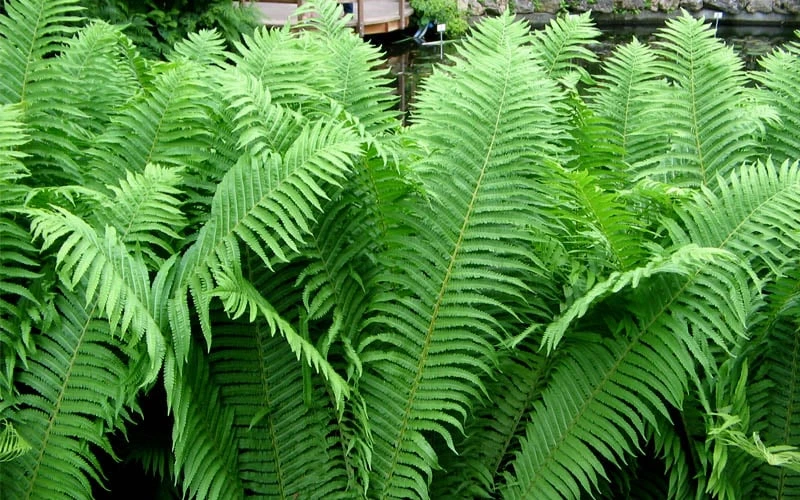 The King Ostrich Fern (Matteuccia Struthiopteris) - 1 Gallon Pot 8 The King Ostrich Fern (Matteuccia Struthiopteris) - 1 Gallon Pot - Image 8