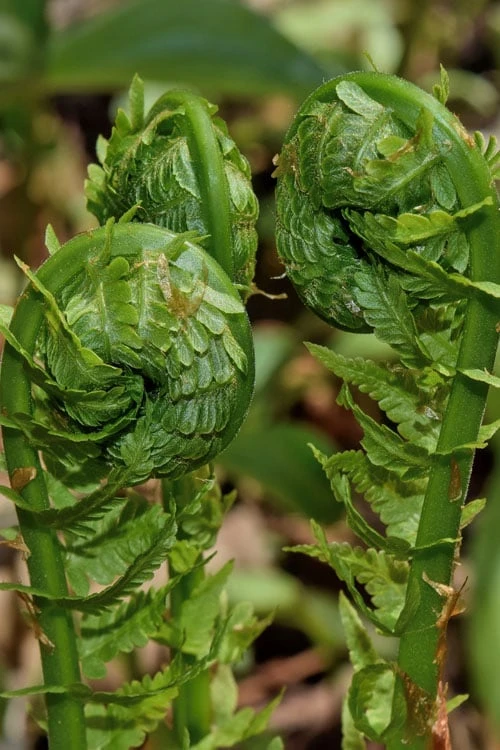 The King Ostrich Fern (Matteuccia Struthiopteris) - 1 Gallon Pot 7 The King Ostrich Fern (Matteuccia Struthiopteris) - 1 Gallon Pot - Image 7