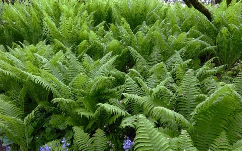 The King Ostrich Fern (Matteuccia Struthiopteris) - 1 Gallon Pot 9 The King Ostrich Fern (Matteuccia Struthiopteris) - 1 Gallon Pot - Image 9