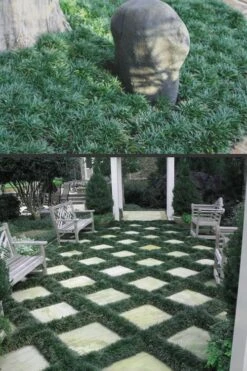 Dwarf Mondo Grass - 18 Count Flat Of Pint Pots -Healthy Plant Shop Mondo Grass Dwarf Rev 500x750 1