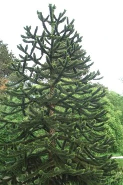 Monkey Puzzle Tree (Araucaria Auracana) - 1 Gallon Pot (8-10") -Healthy Plant Shop Monkey Puzzle Tree 2 1
