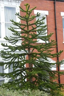 Monkey Puzzle Tree - Araucaria Auracana - 2.5 Quart Pot -Healthy Plant Shop Monkey Puzzle Tree 3 2