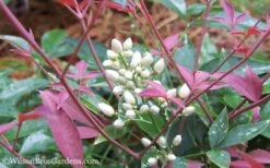 Flirt Dwarf Nandina - 6 Pack Of 1 Gallon Pots -Healthy Plant Shop Nandina Flirt 12