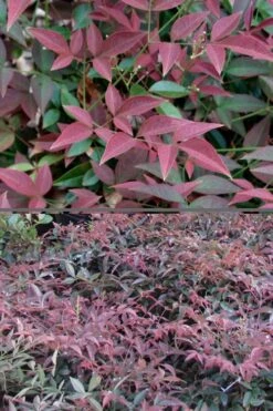 Flirt Dwarf Nandina - 6 Pack Of 1 Gallon Pots -Healthy Plant Shop Nandina Flirt 500x750 1