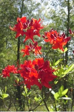 Radiant Red Aromi Azalea (Rhododendron Hybrid) - 3 Gallon Pot 7 Radiant Red Aromi Azalea (Rhododendron Hybrid) - 3 Gallon Pot -Healthy Plant Shop Native Azalea Radiant Red 6