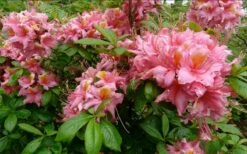 Samford Sorbet Native Azalea (Rhododendron) - 3 Gallon Pot -Healthy Plant Shop Native Azalea Samford Sorbet 1