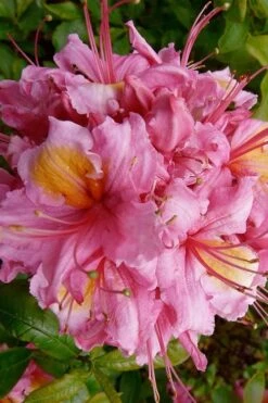 Samford Sorbet Native Azalea (Rhododendron) - 3 Gallon Pot -Healthy Plant Shop Native Azalea Samford Sorbet 10