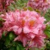 Samford Sorbet Native Azalea (Rhododendron) - 3 Gallon Pot