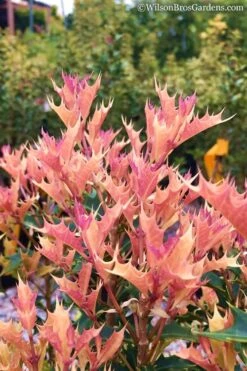 Party Lights Pink Flush Tea Olive - Osmanthus Heterophyllus - 5 Gallon Pot -Healthy Plant Shop Osmanthus Party Lights 11