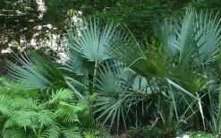 Cape Hatteras Cold Hardy Sabal Palm - 1 Gallon Pot 7 Cape Hatteras Cold Hardy Sabal Palm - 1 Gallon Pot -Healthy Plant Shop Palm Cape Hatteras 2