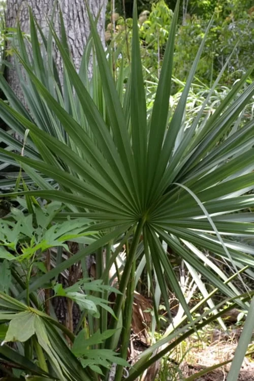 Cape Hatteras Cold Hardy Sabal Palm - 1 Gallon Pot 1 Cape Hatteras Cold Hardy Sabal Palm - 1 Gallon Pot