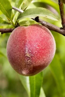 Bonanza Dwarf Patio Peach Tree - 5 Gallon -Healthy Plant Shop Peach Bonanza 1
