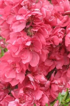 Bonanza Dwarf Patio Peach Tree - 5 Gallon -Healthy Plant Shop Peach Bonanza 3