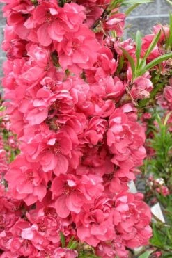 Bonanza Dwarf Patio Peach Tree - 5 Gallon -Healthy Plant Shop Peach Bonanza 4