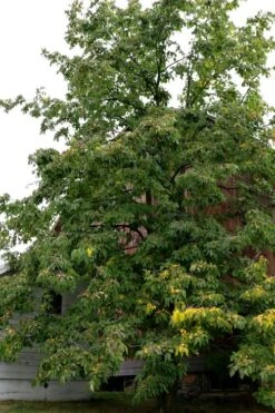 American Persimmon Tree - Diospyros Virginiana - 3 Gallon Pot -Healthy Plant Shop Persimmon American 2