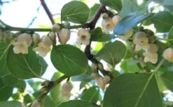 American Persimmon Tree - Diospyros Virginiana - 3 Gallon Pot -Healthy Plant Shop Persimmon American 5