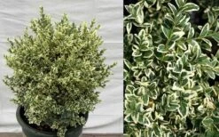 Dwarf Variegated Boxwood - 6 Pack Of 1 Gallon Pots 10 Dwarf Variegated Boxwood - 6 Pack Of 1 Gallon Pots -Healthy Plant Shop Picture Boxwood Dwarf Variegated