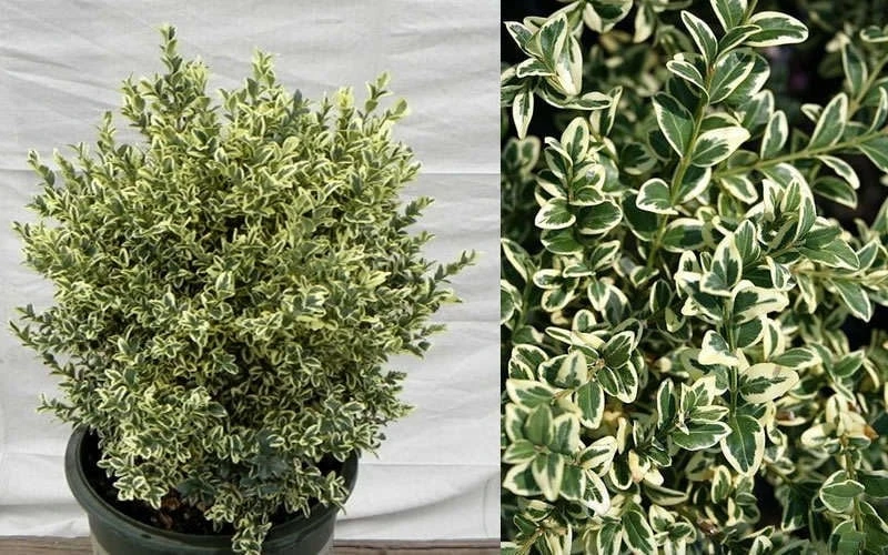 Dwarf Variegated Boxwood - 6 Pack Of 1 Gallon Pots 5 Dwarf Variegated Boxwood - 6 Pack Of 1 Gallon Pots - Image 5