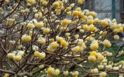 Winter Gold Edgeworthia Chrysantha - Paper Bush - 3 Gallon Pot -Healthy Plant Shop Picture Edgeworthia Flowers