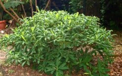 Winter Gold Edgeworthia Chrysantha - Paper Bush - 3 Gallon Pot -Healthy Plant Shop Picture Edgeworthia Shrub