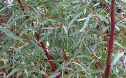 Angus Cold Hardy Eucalyptus Tree (Eucalyptus Nicholii) - Quart Pot -Healthy Plant Shop Picture Eucalyptus Tree Anugus Willow Leaf Peppermint