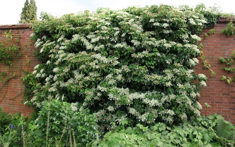 Moonlight Climbing Hydrangea - 1 Gallon Pot 9 Moonlight Climbing Hydrangea - 1 Gallon Pot - Image 9