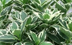 Mariesii Variegated Lacecap Hydrangea - 1 Gallon Pot 7 Mariesii Variegated Lacecap Hydrangea - 1 Gallon Pot -Healthy Plant Shop Picture Hydrangea Variegated Foliage 1