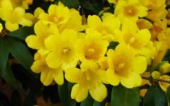 Butterscotch Yellow Jasmine (Jessamine) - Gelsemium Sempervirens - 1 Gallon Pot -Healthy Plant Shop Picture Jasmine Butterscotch 2
