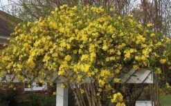 Butterscotch Yellow Jasmine (Jessamine) - Gelsemium Sempervirens - 1 Gallon Pot -Healthy Plant Shop Picture Jasmine Butterscotch Jessamine 3