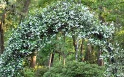 Confederate Jasmine Vine (Trachelospermum Jasminoides) - 3 Gallon Pot -Healthy Plant Shop Picture Jasmine Confederate On Arch