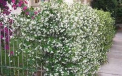 Confederate Jasmine Vine (Trachelospermum Jasminoides) - 3 Gallon Pot -Healthy Plant Shop Picture Jasmine Confederate Vine 1