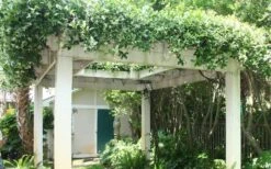 Confederate Jasmine Vine (Trachelospermum Jasminoides) - 3 Gallon Pot -Healthy Plant Shop Picture Jasmine Confederate Vine 2