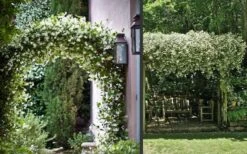 Madison Confederate Jasmine - 6 Pack Of 1 Gallon Pots 12 Madison Confederate Jasmine - 6 Pack Of 1 Gallon Pots -Healthy Plant Shop Picture Jasmine Madison 3