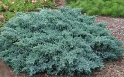 Blue Star Juniper - 2 Gallon Pot -Healthy Plant Shop Picture Juniper Blue Star
