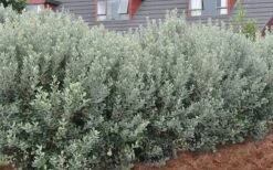 Bambina Dwarf Pineapple Guava (Feijoa Sellowiana ' Tharfiona') - 3 Gallon Pot -Healthy Plant Shop Pineapple Guava Hedge