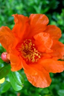 Russian 26 Cold Hardy Pomegranate - 3 Gallon Pot 10 Russian 26 Cold Hardy Pomegranate - 3 Gallon Pot -Healthy Plant Shop Pomegranate Russian 26 11