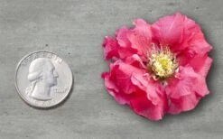 Double Take Pink Storm Flowering Quince - 2 Gallon Pot -Healthy Plant Shop Quince Double Take Pink 11