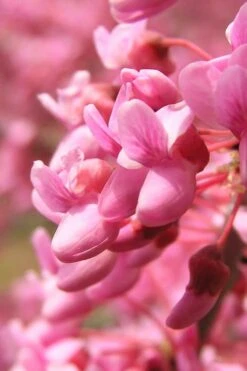 Carolina Sweetheart Eastern Redbud Tree - 3 Gallon Pot -Healthy Plant Shop Redbud Carolina Sweetheart 13 1