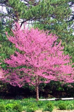 Carolina Sweetheart Eastern Redbud Tree - 3 Gallon Pot -Healthy Plant Shop Redbud Carolina Sweetheart 14 1
