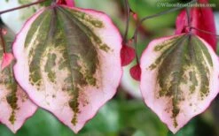 Carolina Sweetheart Eastern Redbud Tree - 5 Gallon Pot -Healthy Plant Shop Redbud Carolina Sweetheart 9