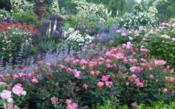 Swamp Rose (Rosa Palustris) - 3 Pack Of 1.5 Quart Pots -Healthy Plant Shop Rose Knock Out Pink 8