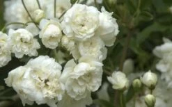 Lady Banks White Rose - 5 Gallon Pot 9 Lady Banks White Rose - 5 Gallon Pot -Healthy Plant Shop Rose White Lady Banks