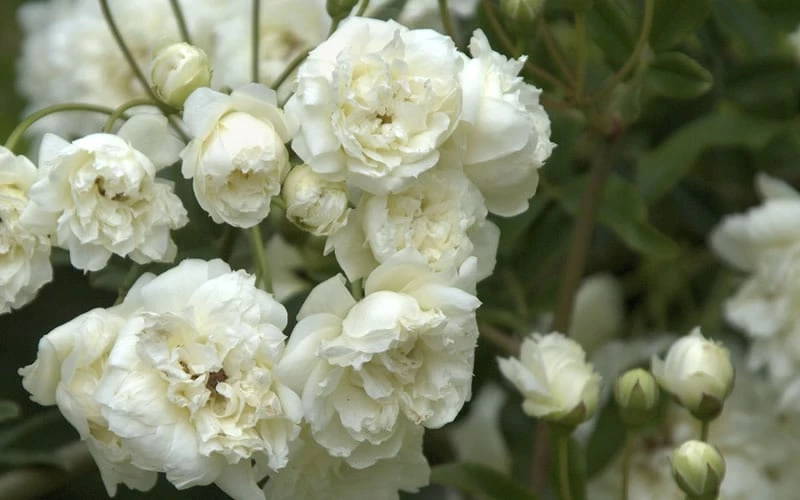 Lady Banks White Rose - 5 Gallon Pot 5 Lady Banks White Rose - 5 Gallon Pot - Image 5