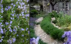 Chef's Choice Rosemary - 1 Gallon Pot -Healthy Plant Shop Rosemary Chefs Choice 2