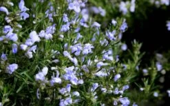 Chef's Choice Rosemary - 1 Gallon Pot -Healthy Plant Shop Rosemary Chefs Choice Flowers