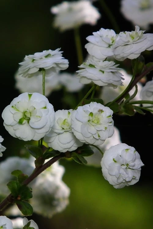 Plena Double Bridal Wreath Spirea (Spirea Prunifolia) - 1 Gallon Pot 7 Plena Double Bridal Wreath Spirea (Spirea Prunifolia) - 1 Gallon Pot - Image 7