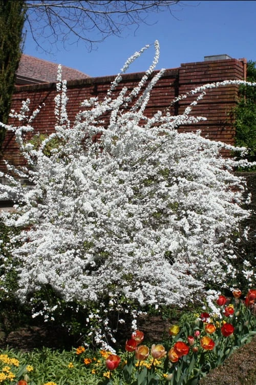 Plena Double Bridal Wreath Spirea (Spirea Prunifolia) - 1 Gallon Pot 4 Plena Double Bridal Wreath Spirea (Spirea Prunifolia) - 1 Gallon Pot - Image 4