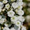 Plena Double Bridal Wreath Spirea (Spirea Prunifolia) - 3 Gallon Pot