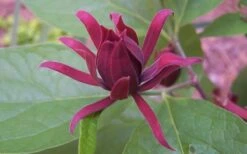 Sweetshrub - Calycanthus Floridus - 3 Gallon Pot 11 Sweetshrub - Calycanthus Floridus - 3 Gallon Pot -Healthy Plant Shop Sweet Shrub