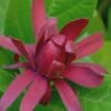 Sweetshrub - Calycanthus Floridus - 3 Gallon Pot
